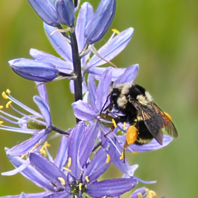 Pollinators Photo